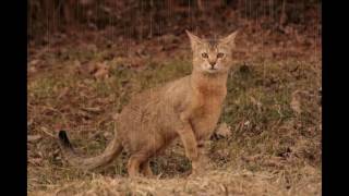 Chausie Cat and Kittens  History of This Charming Breed [upl. by Avril940]