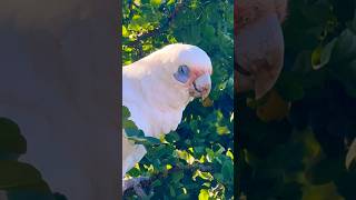 Sneaky corella cockatoo and cute to boot cockatoo new bird fun [upl. by Bryon]