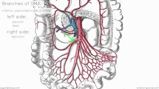 Superior Mesenteric Artery  Anatomy Tutorial [upl. by Clarkin]