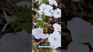 Divinely beautiful white Petunia 🥰 [upl. by Ahcila]