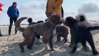 Portuguese Waterdog Beachwalk 2019 [upl. by Markowitz]