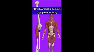 Brachioradialis muscleOriginInsertionActionBlood amp nerve supplykey featuresampanatomical relation [upl. by Franci]