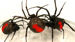 Deadly Spider Infestation How To Catch Lots Of Beautiful Redback Spiders [upl. by Macmillan]