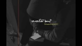 Sansarini mage  සංසාරිනී මගේ slowedreverb newsinhalasongs slowed reverb [upl. by Neeluj]