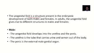 Adult Equivalent of Urogenital Fold in male and female [upl. by Clerissa]