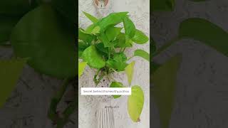 Plants gardening pothos gardening tips balcony greens  water propagation neon pothos [upl. by Eniamart]