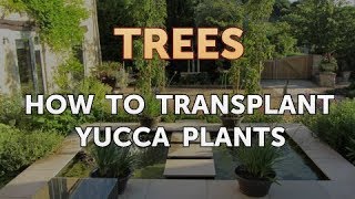 How to Transplant Yucca Plants [upl. by Lisetta]