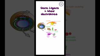 Germ Layers and their derivativesembryologydevelopmentgermlayersmesodermendodermectodermmbbs [upl. by Joana]