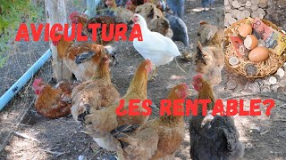 Avicultura ¿Es Realmente Rentable Descubre los Secretos del Éxito en la Cría de Aves [upl. by Sherar]