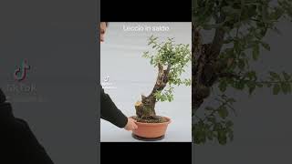 🚀🚀🚀Molti lecci disponibili in saldo spedisco bonsai japan bonsaitree garden [upl. by Nnor]