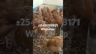 Brooded chicks now available 🙏✅ [upl. by Assirrec]