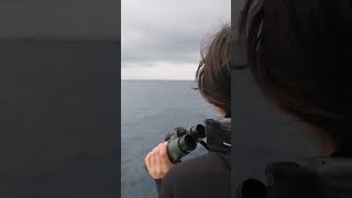 Salida Pelágica en barco en el Delta Birding Festival [upl. by Latrell309]