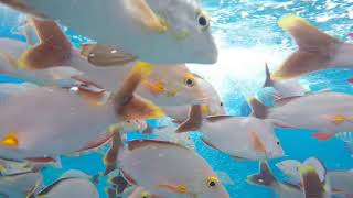 Relaxing Snorkeling in Aquarium Rangiroa [upl. by Leind]