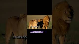 reacción de los leones animales historiasdeanimales shorts mundoanimal valentia fé salvaje [upl. by Vanya]