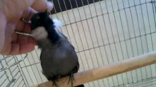 بلابل بو فارس 4 Garrulax Black Throated  singing [upl. by Rimaj]