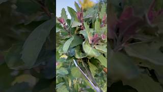 Lambs Quarters Goosefoot The FORGOTTEN Superfood You Must Try – Chenopodium Album Magic garden [upl. by Fotina284]