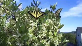 Permaculture Uses for Autumn Olive Elaeagnus umbellata [upl. by Zetrom]