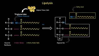 Lipolysis [upl. by Livvy]