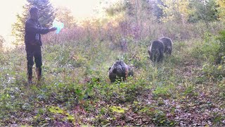 Disa nga Kafshët e Egra në Malet e Sharrit Ariu Deri Egër Drenusha amp Kaprolli [upl. by Nnod133]