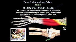 Flexor Digitorum Superficialis  Everything You Need To Know  Dr Nabil Ebraheim [upl. by Dinah]