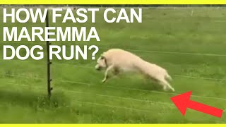 How fast can Maremma sheep dog run Livestock Guardian Dog Top Speed [upl. by Llemmart]