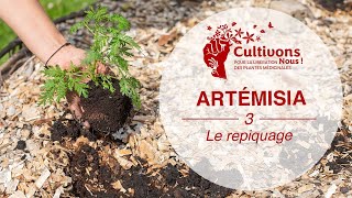 III Le repiquage de l’Artémisia Cultivonsnous  1 [upl. by Leumas862]