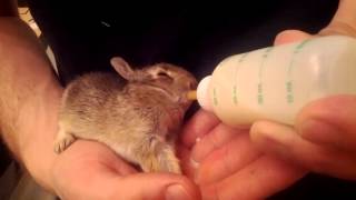 Bottle feeding baby bunny [upl. by Llerrod]