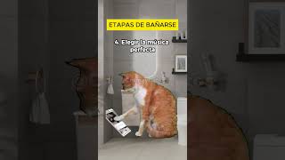 Etapas de bañarse meme de gatos [upl. by Brok]