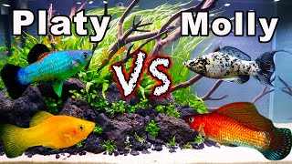 Platy vs Molly Fish Consider These Aspects BEFORE You Buy [upl. by Riess]