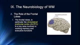 Cognition Lecture 4 8 The Neurobiology of Working Memory [upl. by Editha484]