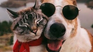 best cute animals funny cat and dog [upl. by Anitsirhcairam]