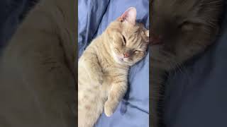 ¡Este Gato Te Dejará Sin Palabras 😻 Increíbles Trucos Felinos Que No Creerás [upl. by Retxed751]