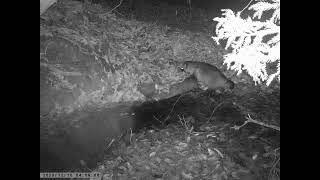 Japanese Raccoon Dog Quenches Its Thirst at Montane Spring at Midnight in Early Winter [upl. by Montagu260]