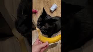 Banana for scale FAIL 😂 cat cutecat relatable funny funnycats bananacat shorts [upl. by Eruot]