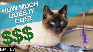 How much do Siamese cats cost [upl. by Shulock]