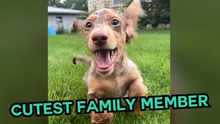 Cutest Puppy Surprise Ever 🥹🐶  PAWSOME PETS [upl. by Nehgaem]