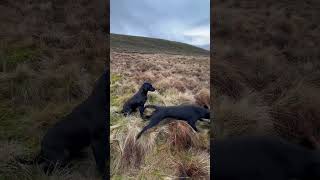 Roll call Picking up with Labrador Retriever Gundogs drivenshooting shooting [upl. by Egroej]