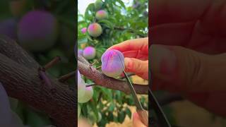 Beautiful nature fruits Antidot Monk Beautifulnaturefruits shorts ytshorts viral trending [upl. by Steinke]