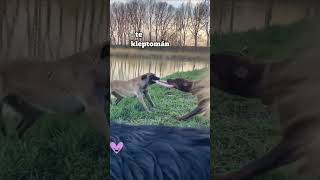 Doberman vs Malinois doberman dogs funny dobermans belgianmalinois malinois vs dogfight [upl. by Tiebold]