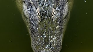 Alligator QampA [upl. by Avert]