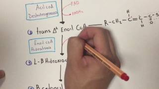 Bioquímica Beta oxidación de los ácidos grasos 22 [upl. by Kalman]
