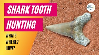 Shark Tooth Hunting in Venice FL What Why Where Equipment and HowTo [upl. by Ayoted]