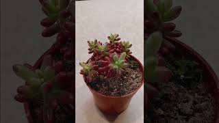 Redberry sedum growth guide plant gardening plants houseplants tutorial tutorials guide [upl. by Atinaujnas]