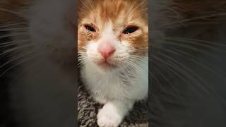 Gatito bebé llorando tras ser abandonado en la calle 😭 kitten cat gato [upl. by Ahsiekan]