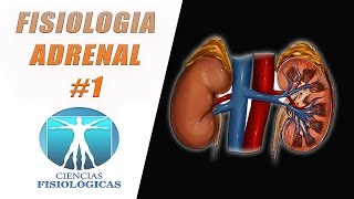 Fisiologia de las Glandulas Suprarrenales 1 [upl. by Pantheas267]