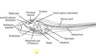 Affinities of Urochordata [upl. by Issiah272]