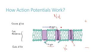 Action Potential and Membrane Potential [upl. by Evangelin]