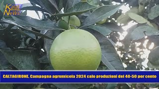 Caltagirone Campagna agrumicola 2024 e cartelle esattoriali emesse dai Consorzi di bonifica [upl. by Vachell]