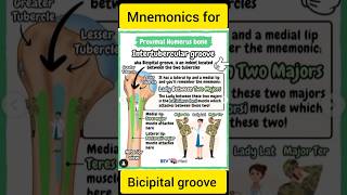 Bicipital Groove Mnemonics  Easy Tricks to Remember Muscle Insertions [upl. by Akiv]