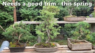 Yamadori Larch Bonsai Styling  Subalpine Fir Repot [upl. by Wendalyn]